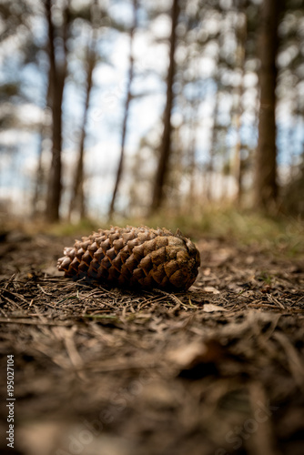 A fallen Pine cone on the forest floor - Woodland Oxfordshire - UK