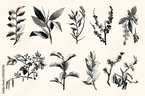 Vintage Flowers and Plants - Hand Engraved Vintage Botanical Line Artwork
