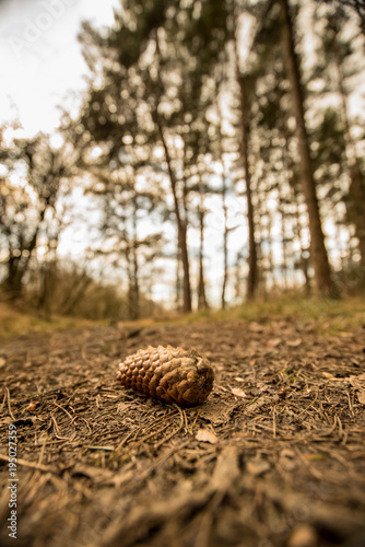 A fallen Pine cone on the forest floor - Woodland Oxfordshire - UK