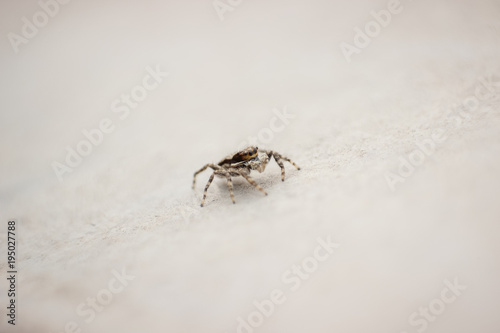 Pequena Aranha © Alex