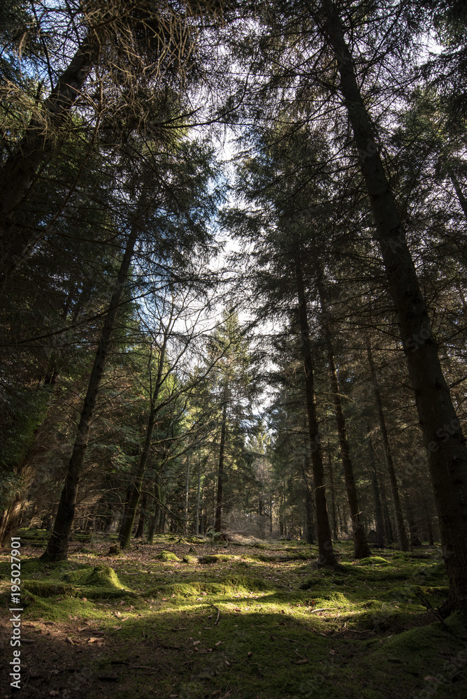 Sunlight through trees in a Woodland - Oxfordshire - UK Sunlight through trees in a Woodland - Oxfordshire - UK