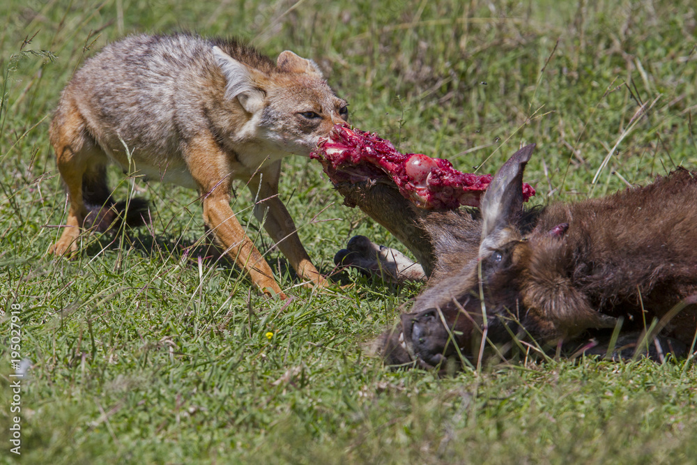 Jackal eating from a wildebeest in the Serengeti National Park in Tanzania Jackal eating from a wildebeest in the Serengeti National Park in Tanzania