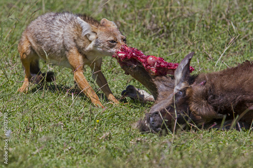 Jackal eating from a wildebeest in the Serengeti National Park in Tanzania © henk bogaard