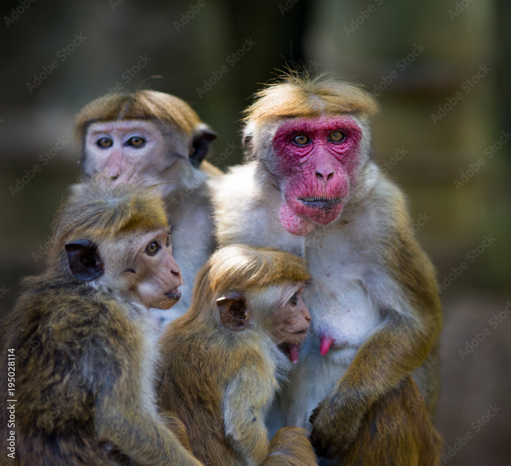 Fototapeta premium Macaca Sinica monkeys from Sri Lanka
