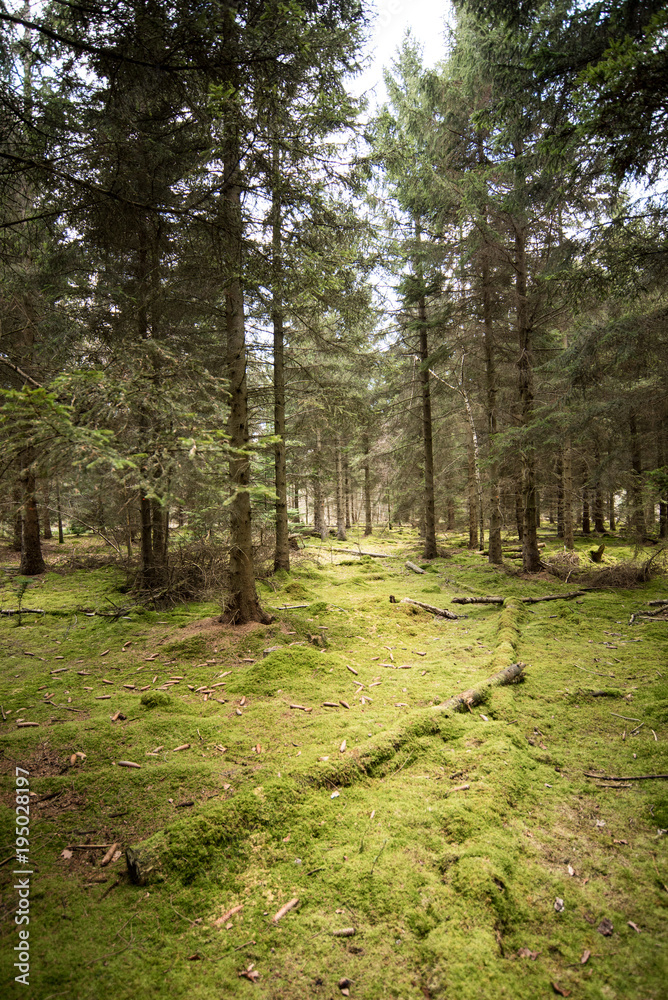 Pine trees in a moss covered Woodland Oxfordshire - UK