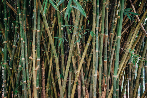 trunks and leaves of bamboo  texture background  close up
