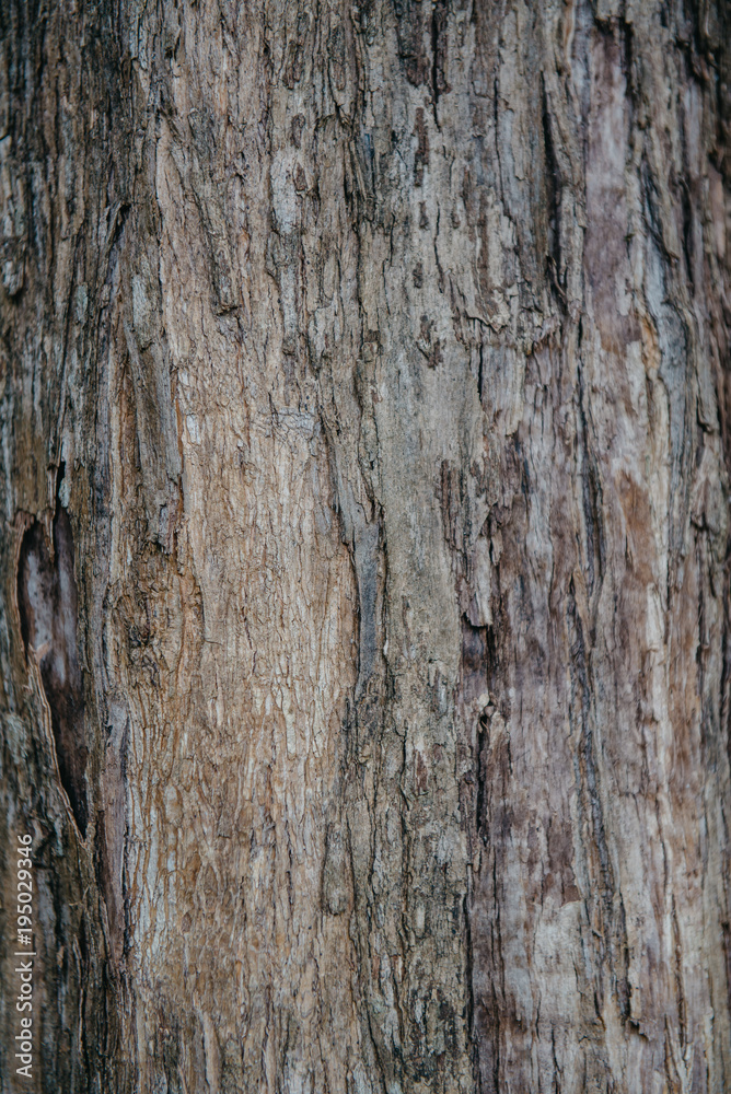 texture of a real old tropical tree, close-up