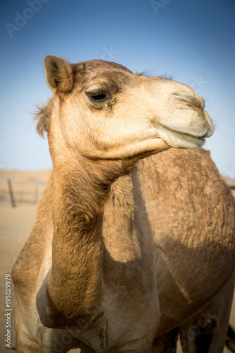 Camel in the desert.