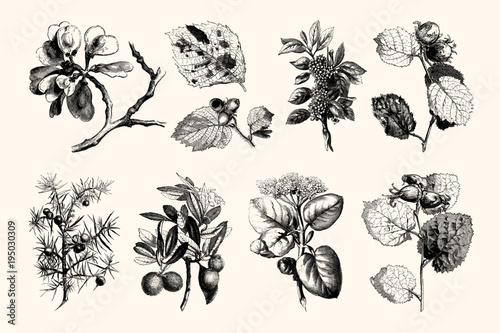 Vintage Flowers and Plants - Hand Engraved Vintage Botanical Line Artwork