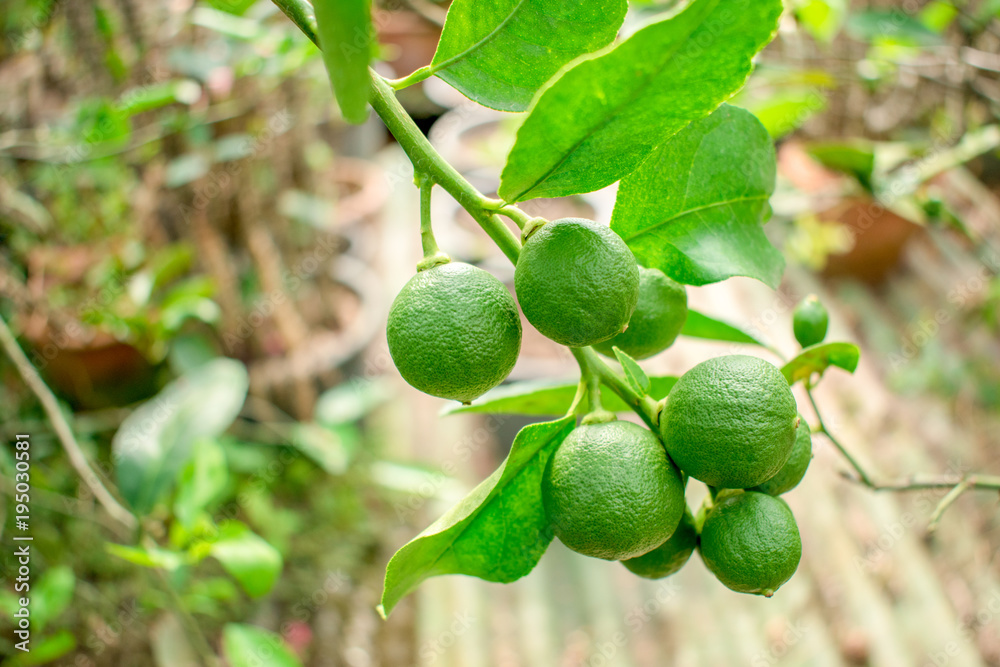Lime Citrus  tree  with fruits very popular in Southeast Asia. 