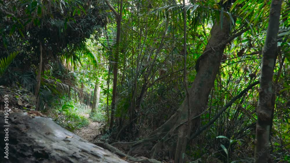 Walking through the jungle of Khao Yai National Park. Thailand. Steadycam footage made at day. Walking through the jungle of Khao Yai National Park. Thailand. Steadycam footage made at day.