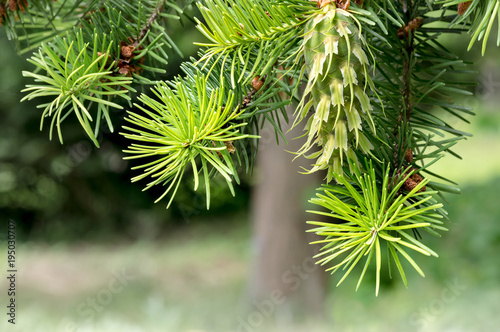 New green cone on conifer tree branch.