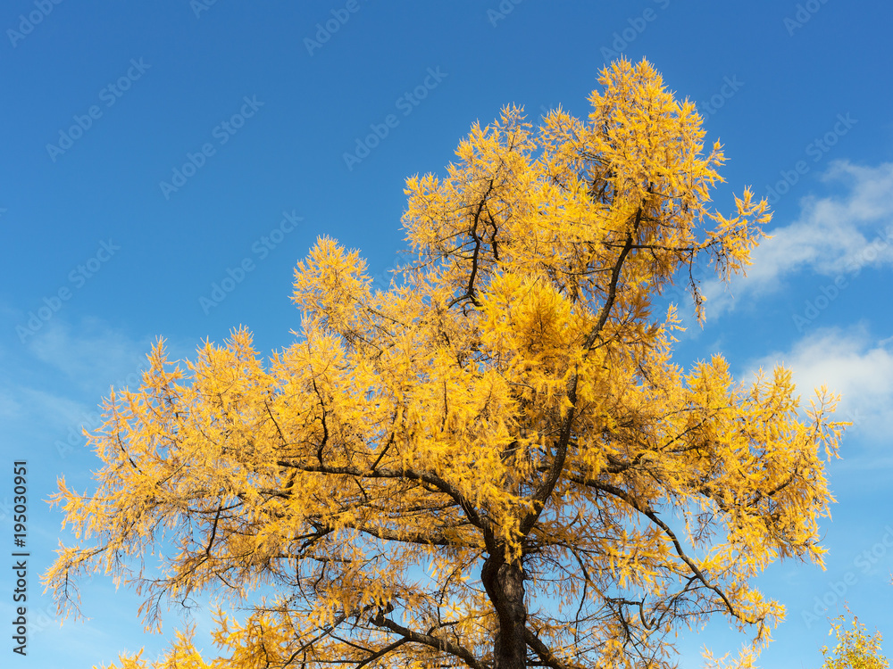 autumn needles of larch autumn needles of larch