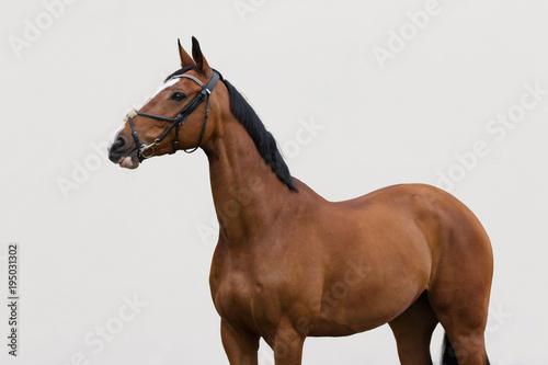 Bay horse with the bridle on light background isolated