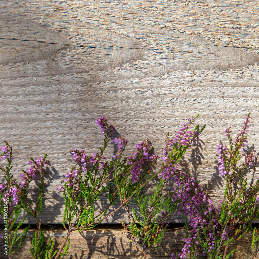 Heap Of Pink Heather Flower (calluna Vulgaris, Erica, Ling) On