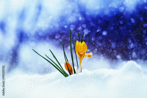 bright beautiful spring flower snowdrop Crocus breaks through the snow a holi...