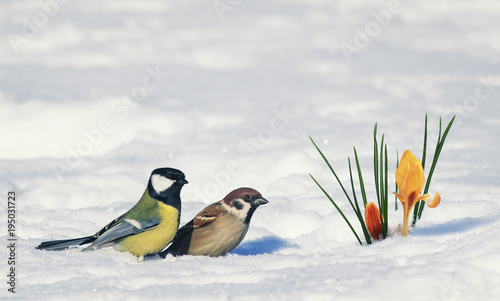 postcard two birds, Sparrow and tit near bright beautiful spring flower snowd...