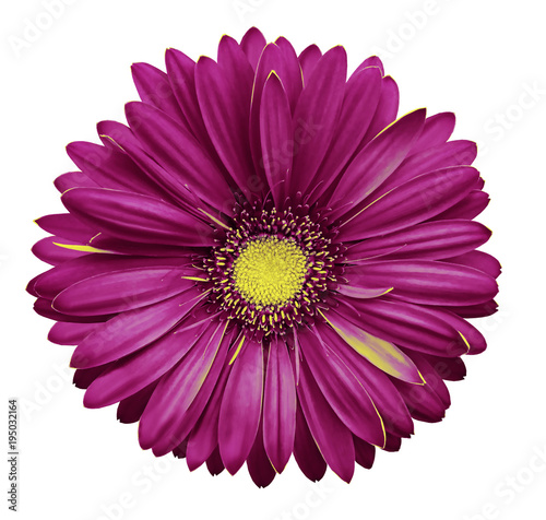 Pink gerbera flower, white isolated background with clipping path. Closeup. no shadows. For design. Nature.