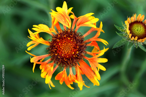 Closeup of Yellow and Orange Flower