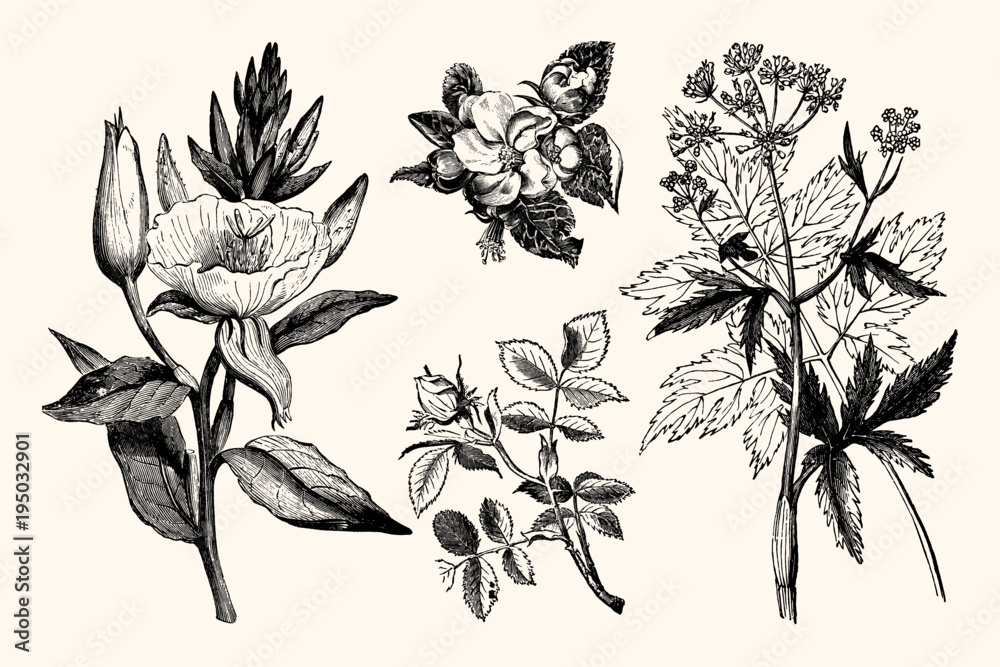 Vintage Botanical Illustrations - Hand Engraved Vintage Floral Line Artwork  Stock Vector | Adobe Stock