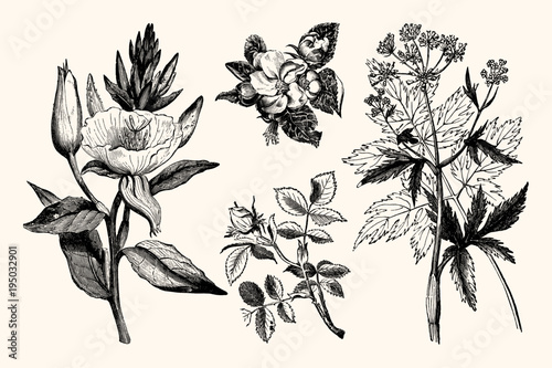 Vintage Botanical Illustrations - Hand Engraved Vintage Floral Line Artwork