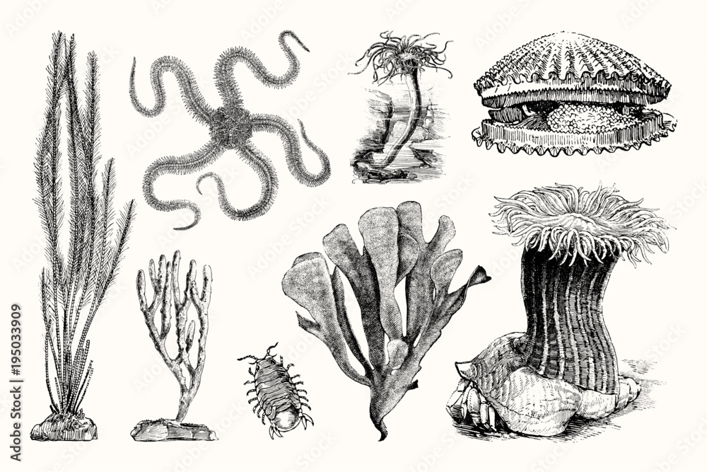 Vintage Nautical Coral Illustration Set Stock Vector | Adobe Stock