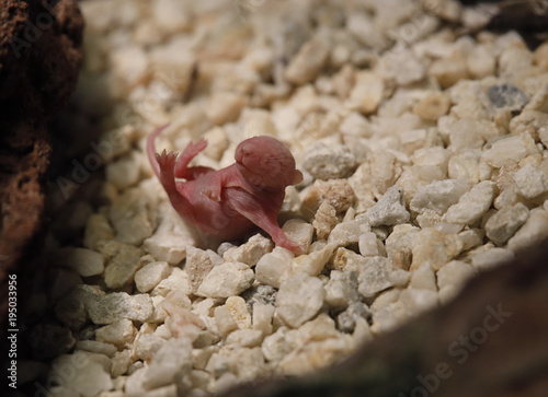 myszka noworodek pokarm węża