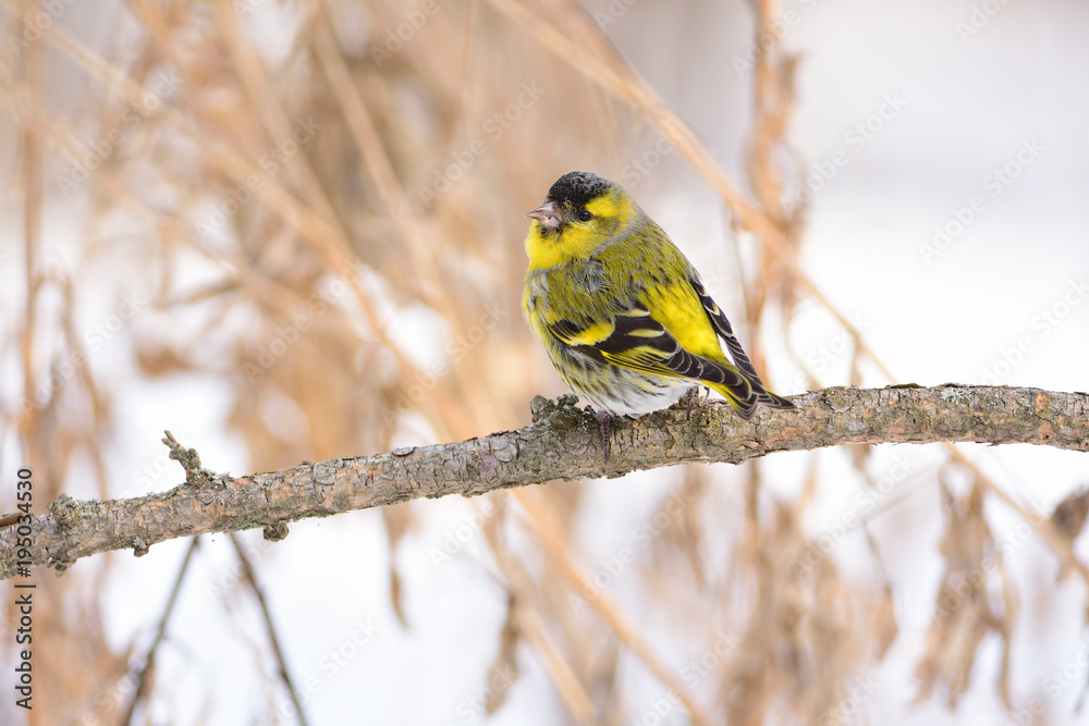 Obraz premium Eurasian siskin sits on a branch of larch, looking back at the photographer.