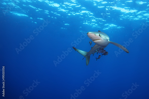 The blue shark (Prionace glauca) in the ocean blue