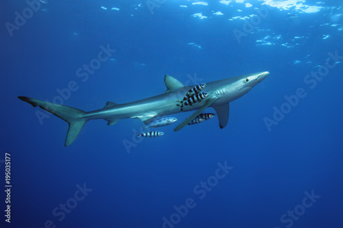 The blue shark (Prionace glauca) in the ocean blue