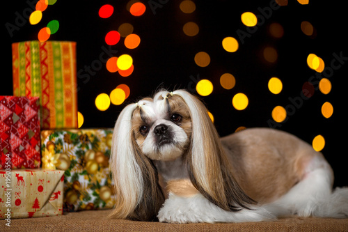 Beautiful shih-tzu dog with Christmas presents and bokeh photo