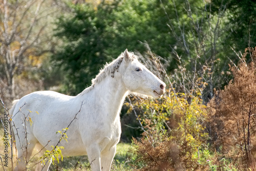 Cute white pony on a field in autumn in Argentina