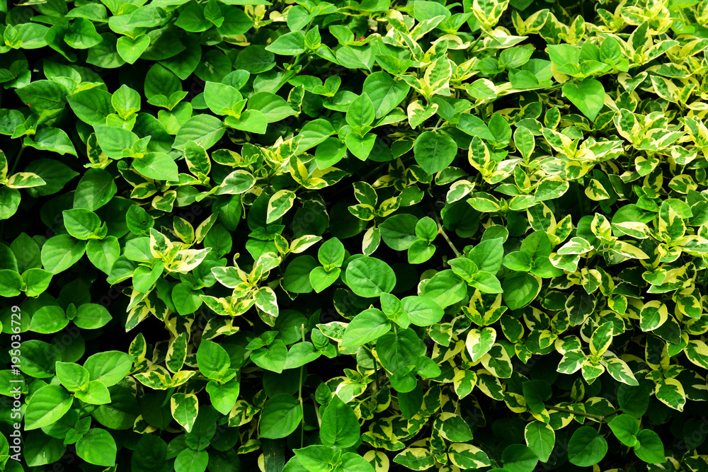 green and white small leaf pattern in the nature green and white small leaf pattern in the nature
