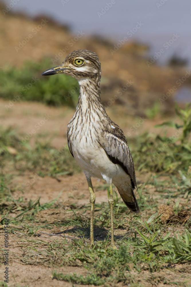 Fototapeta premium Water Thick-knee in Krugerpark in South Africa