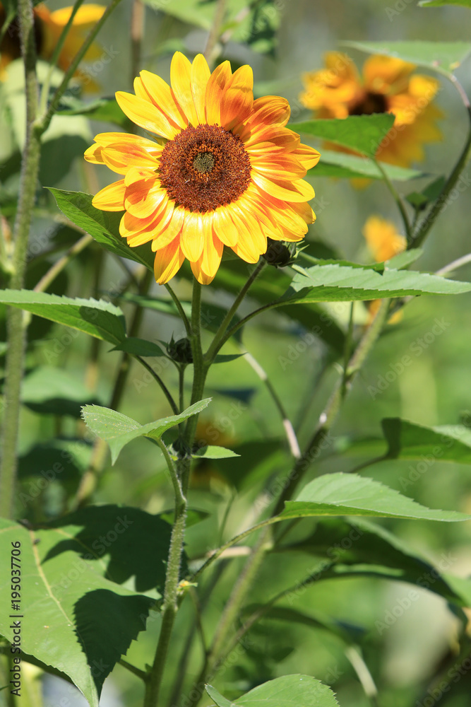 Tournesols. Sunflowers. Tournesols. Sunflowers.