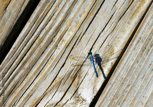 Blue Dragonfly