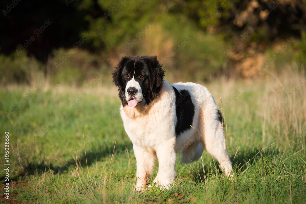 Fototapeta premium landseer dog pure breed 