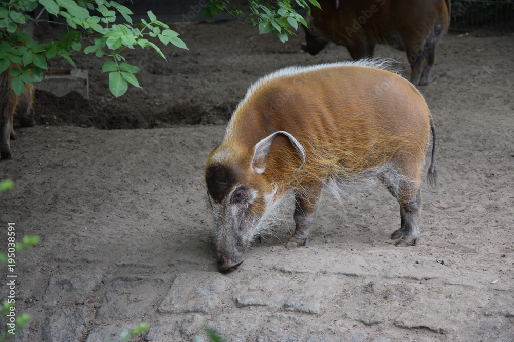 Wildschwein Wildschwein