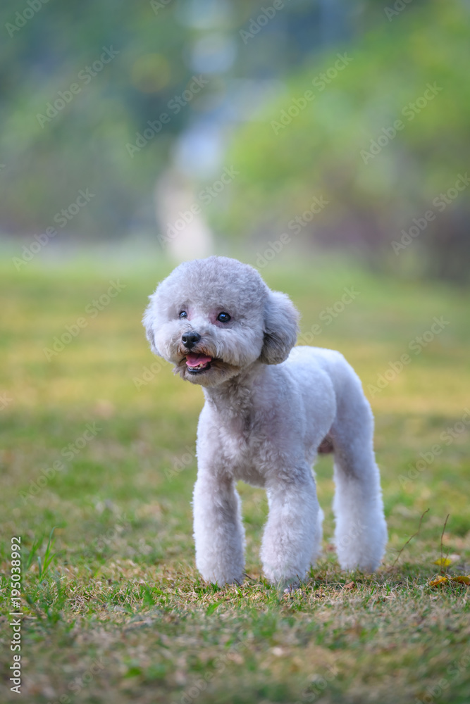 Poodles play in the park