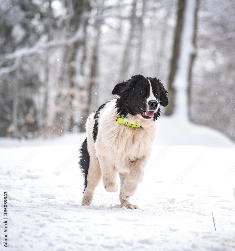 Naklejka premium landseer in the snow winter white playing pure breed
