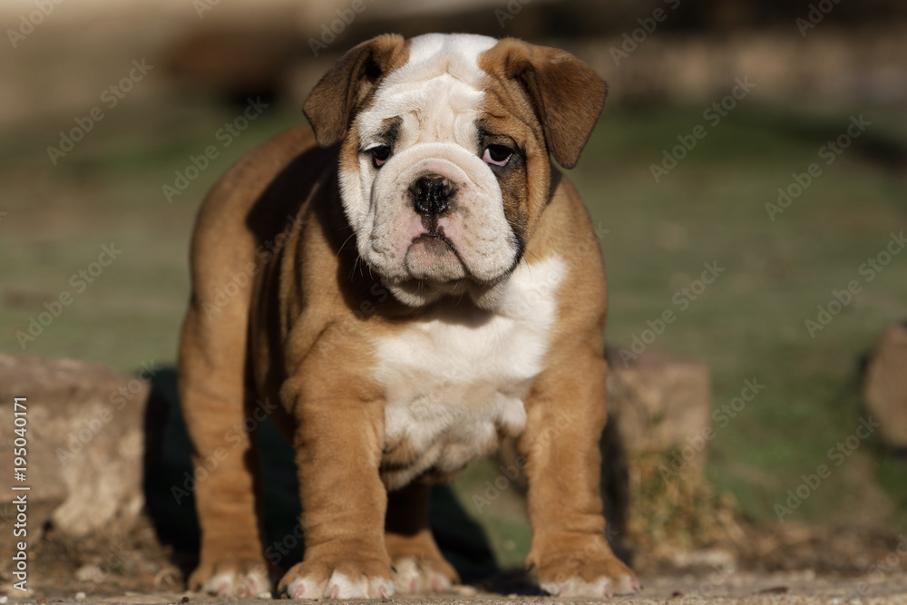 Portrait of puppy english bulldog