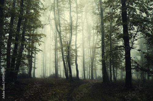 dark green foggy woods