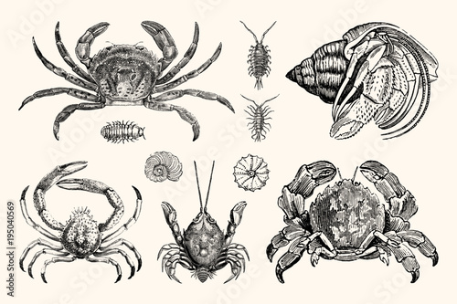 Vintage Crabs and Nautical Line Art - Handcrafted Engravings photo
