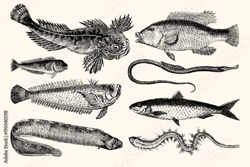 Vintage Illustrations of Fish - A Collection of Nautical Line Art