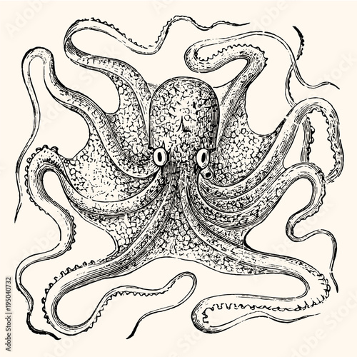 Vintage Octopus Vector Illustration - 1800 Nautical Line Art