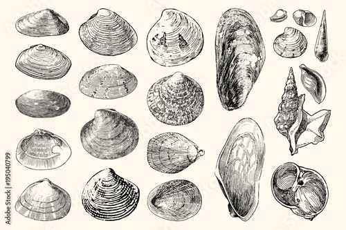 22 Vintage Sea Shell Nautical Illustration Collection