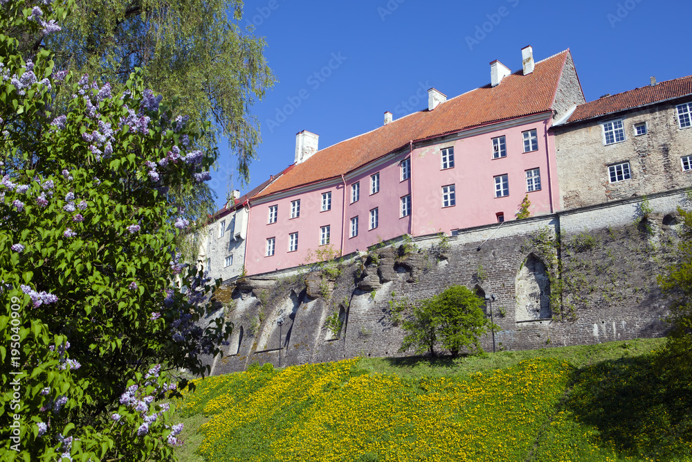 View of bright houses on Toompea hill from Toompark in Tallinn. Dandelions at walls and blossoming lilac in the foreground.