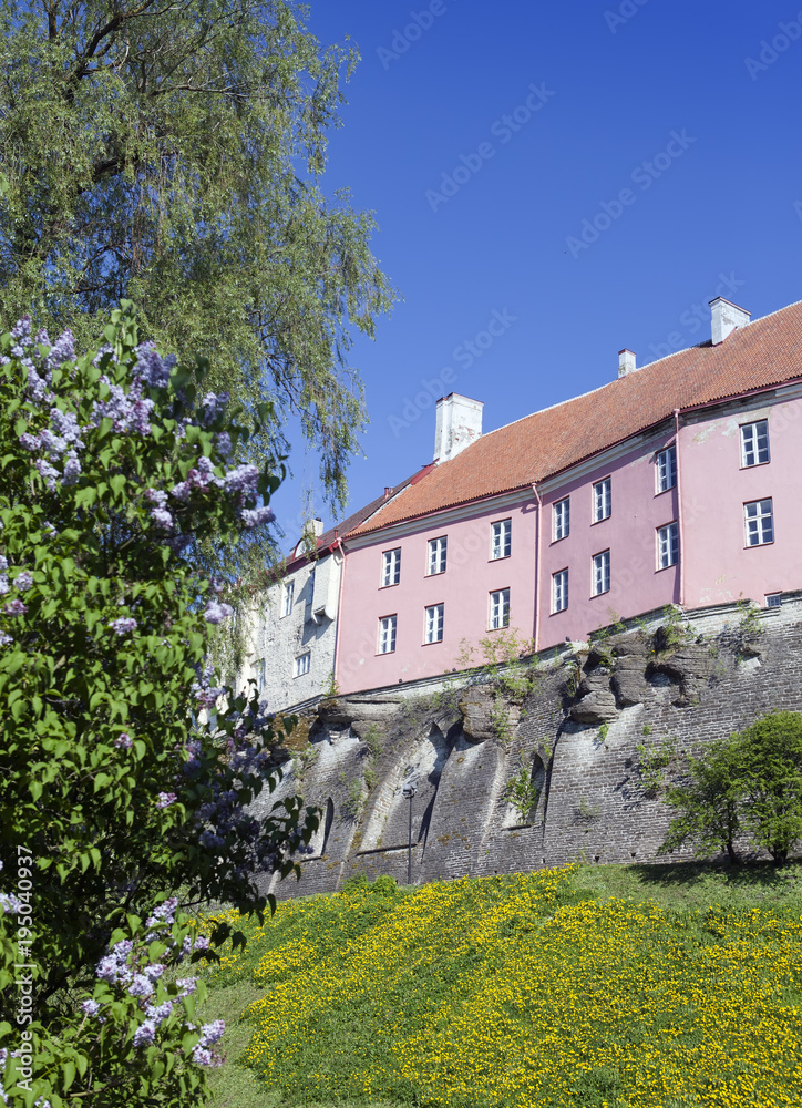 View of bright houses on Toompea hill from Toompark in Tallinn. Dandelions at walls and blossoming lilac in the foreground..