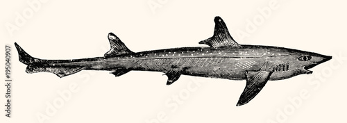 Vintage Shark Engraved Illustration - Nautical Line Art Collection