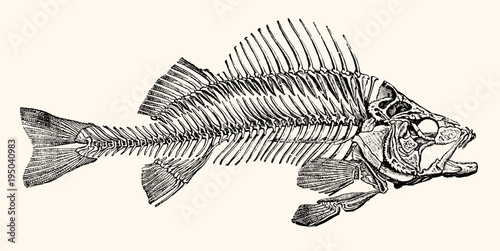 Skeleton of a Fish Artwork - Vintage Early 1800 Nautical Line Art